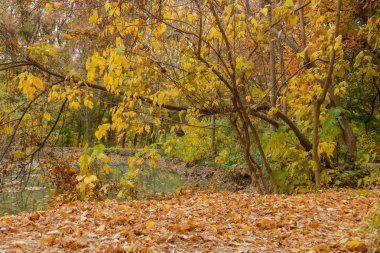 Sonbahar. Düşen yaprakları. Yaprakları yere. Sarı ve kırmızı yaprakları
