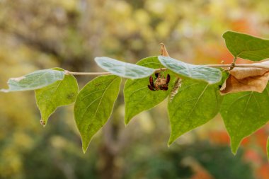 Sonbahar. Düşen yaprakları. Yaprakları yere. Sarı ve kırmızı yaprakları