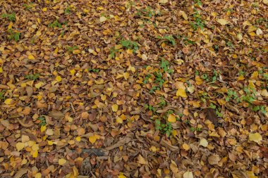 Sonbahar. Düşen yaprakları. Yaprakları yere. Sarı ve kırmızı yaprakları