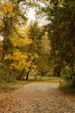 Sonbahar. Düşen yaprakları. Yaprakları yere. Sarı ve kırmızı yaprakları