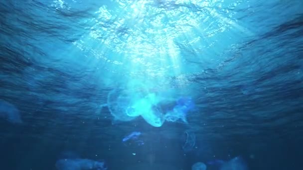 Underwater Sun Rays Jellyfish Ocean Loop — Stock Video