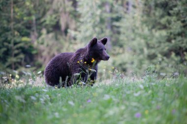 kahverengi ayı doğal ortamında.