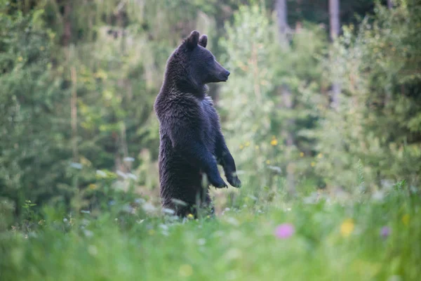 Коричневий Ведмідь Природному Середовищі Проживання — стокове фото