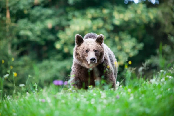 Brunbjörn Sin Naturliga Miljö — Stockfoto