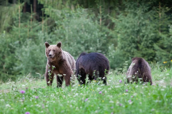 Бурый Медведь Естественной Среде Обитания — стоковое фото