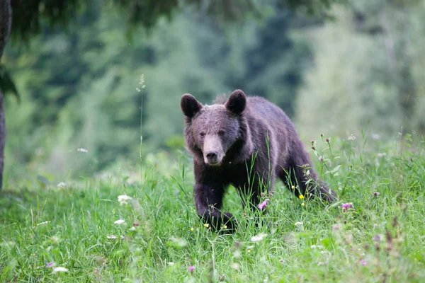 Oso Pardo Hábitat Natural — Foto de Stock