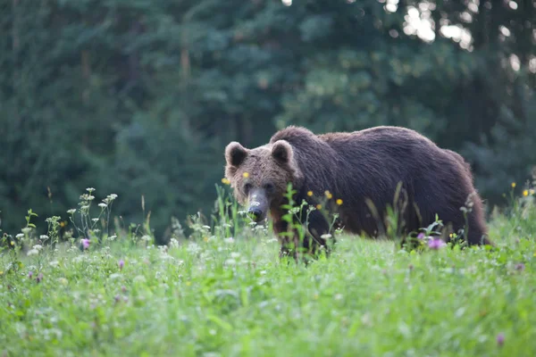 Коричневий Ведмідь Природному Середовищі Проживання — стокове фото