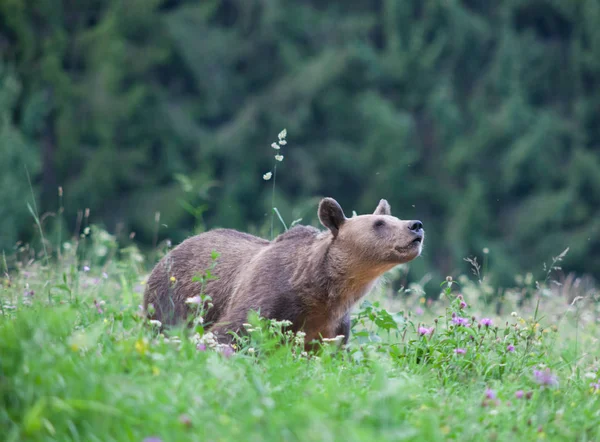 Brunbjörn Sin Naturliga Miljö — Stockfoto