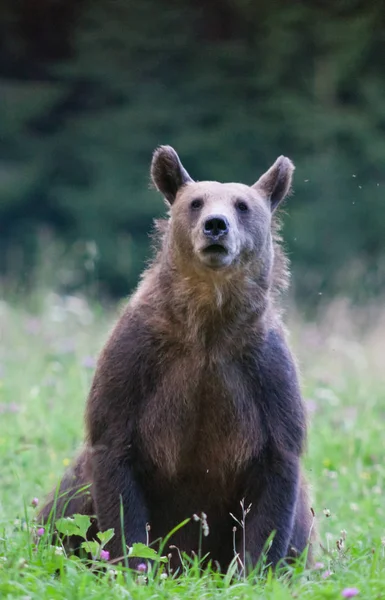 Brunbjörn Sin Naturliga Miljö — Stockfoto