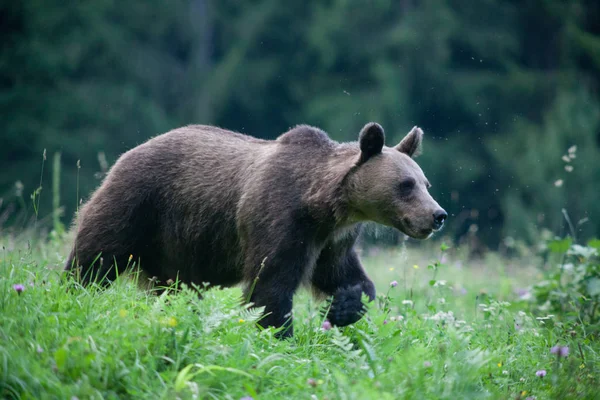 Urso Pardo Seu Habitat Natural — Fotografia de Stock