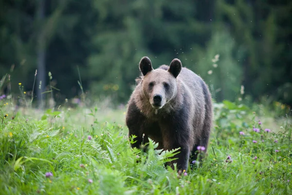 Oso Pardo Hábitat Natural — Foto de Stock