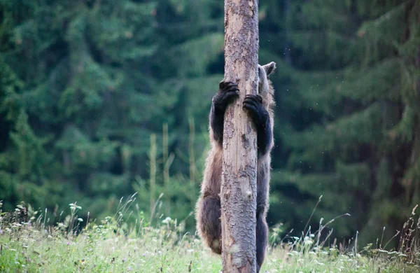 Καφέ Αρκούδα Στο Φυσικό Της Περιβάλλον Αναρρίχηση Ένα Δέντρο — Φωτογραφία Αρχείου