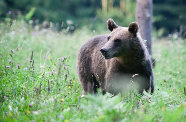 Niedźwiedź Brunatny Swoim Naturalnym Środowisku — Zdjęcie stockowe