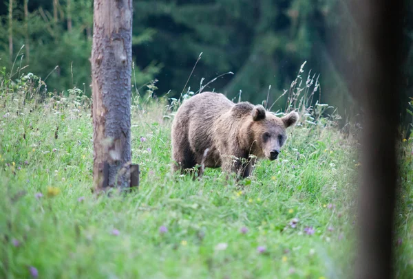 Коричневий Ведмідь Природному Середовищі Проживання — стокове фото