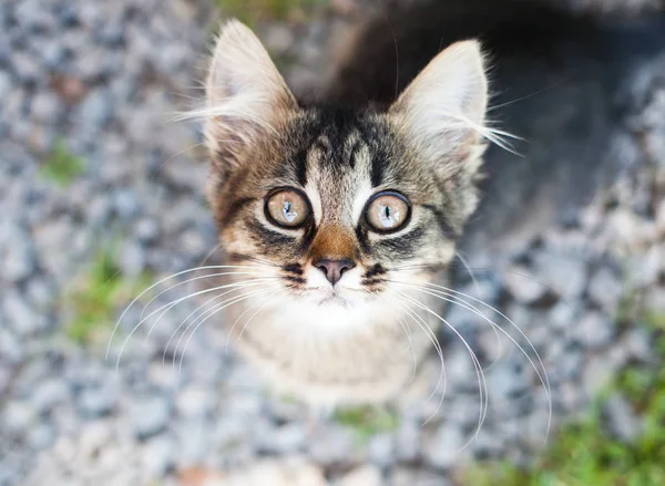 Söt Liten Katt Trädgården — Stockfoto