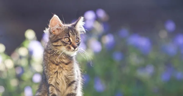 Niedliche Kleine Katze Garten — Stockfoto