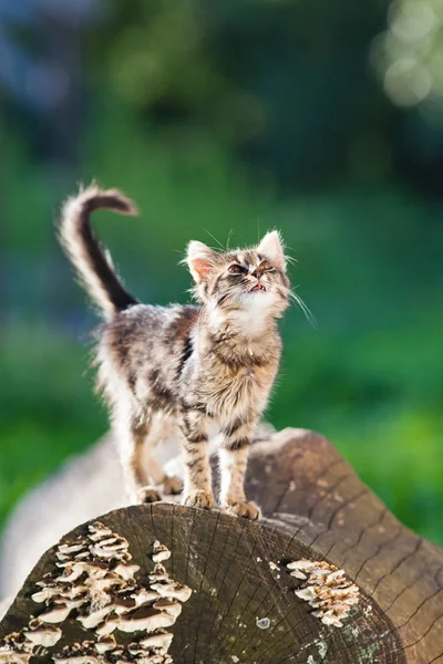 Aranyos Kis Macska Kertben — Stock Fotó