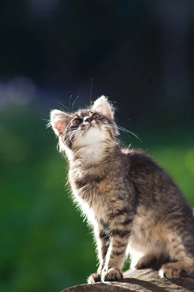 Słodkie Mały Kot Ogród — Zdjęcie stockowe