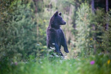 kahverengi ayı doğal ortamında.