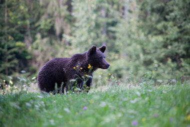 kahverengi ayı doğal ortamında.