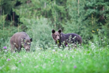 kahverengi ayı doğal ortamında.