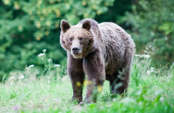 Oso Pardo Hábitat Natural — Foto de Stock