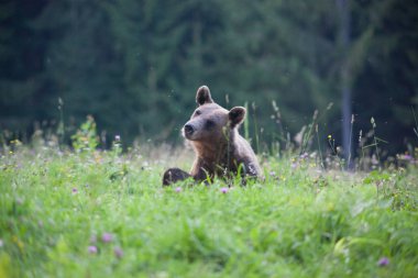 kahverengi ayı doğal ortamında.