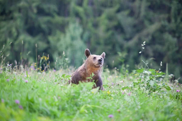 棕熊在其自然栖息地 — 图库照片
