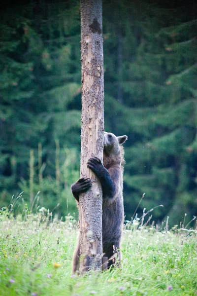 Braunbär Klettert Seinem Natürlichen Lebensraum Auf Einen Baum — Stockfoto