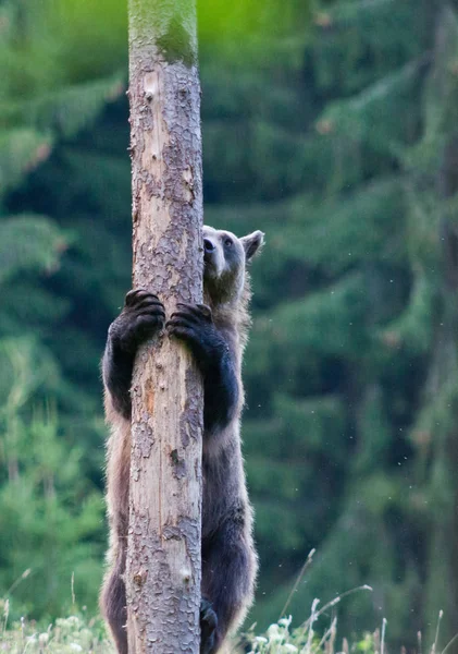 Oso Pardo Hábitat Natural Trepando Árbol — Foto de Stock