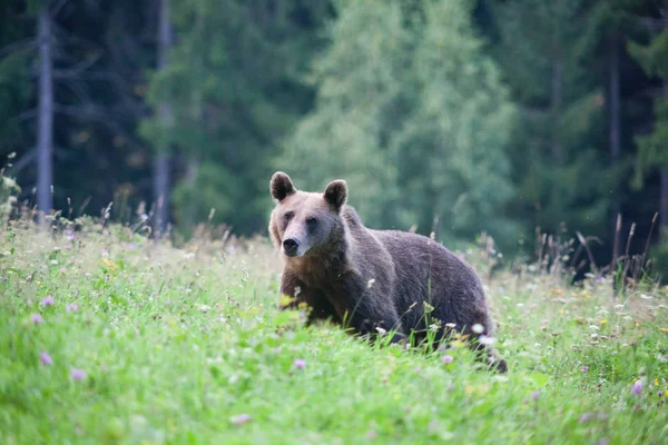 Barna Medve Természetes Élőhelyén — Stock Fotó