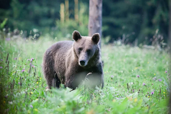 Brown Bear Its Natural Habitat — Stock Photo, Image