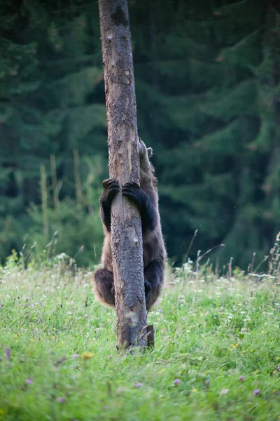 Bruine Beer Zijn Natuurlijke Habitat Klimmend Een Boom — Stockfoto