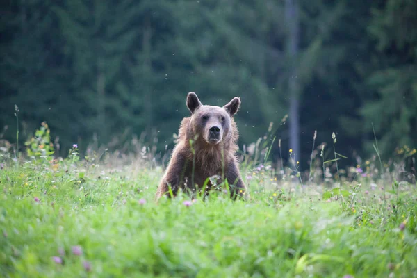 Niedźwiedź Brunatny Swoim Naturalnym Środowisku — Zdjęcie stockowe