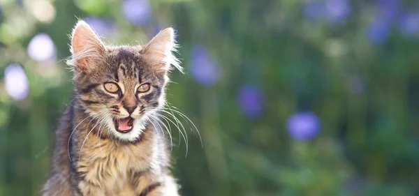 Söt Liten Katt Trädgården — Stockfoto