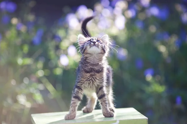Cute Little Cat Garden — Stock Photo, Image