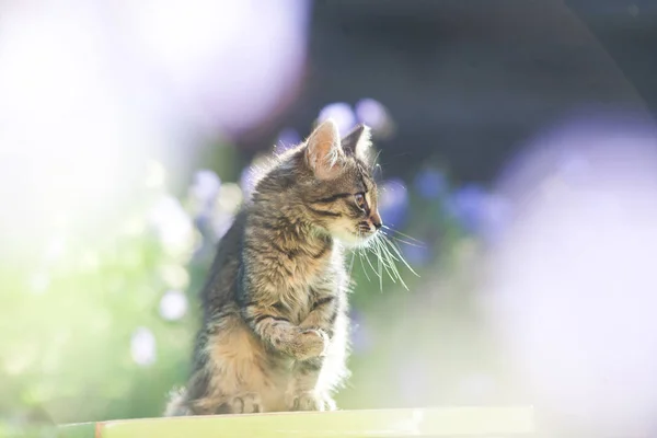 Söt Liten Katt Trädgården — Stockfoto