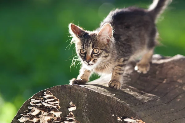 Söt Liten Katt Trädgården — Stockfoto