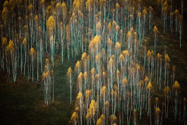 Árvores Coloridas Outono Nas Montanhas Apuseni Roménia — Fotografia de Stock