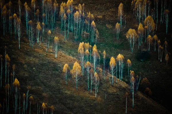 Colorful Trees Fall Apuseni Mountains Romania — Stock Photo, Image