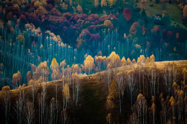 Árboles Coloridos Otoño Las Montañas Apuseni Rumania — Foto de Stock