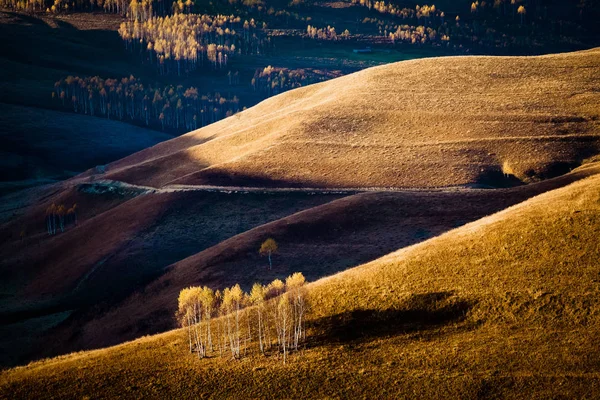 Barevné Stromy Podzim Horách Apuseni Rumunsko — Stock fotografie