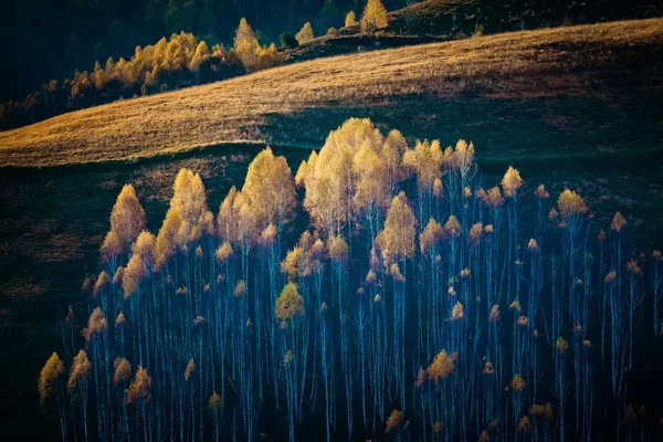 Värikkäitä Puita Syksyllä Apusenin Vuoristossa Romaniassa tekijänoikeusvapaita kuvapankkikuvia