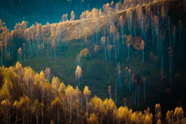 Romanya 'nın Apuseni dağlarında sonbaharda renkli ağaçlar