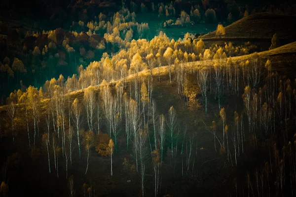 Kleurrijke Bomen Herfst Apuseni Bergen Roemenië — Stockfoto