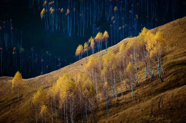 Romanya Nın Apuseni Dağlarında Sonbaharda Renkli Ağaçlar — Stok fotoğraf