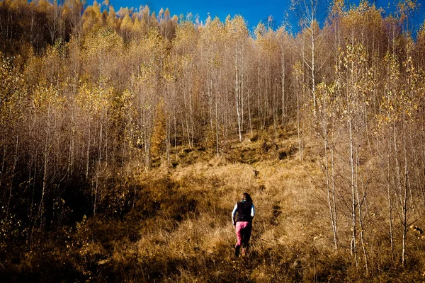 Kleurrijke Bomen Herfst Apuseni Bergen Roemenië — Stockfoto