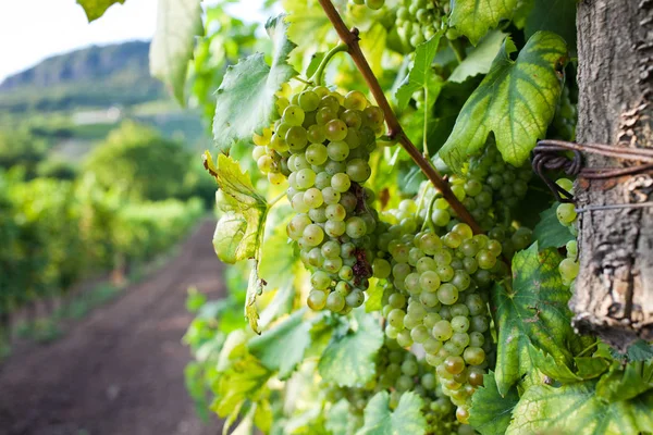 Ripe Grapes Vine Autumn Sunset — Stock Photo, Image