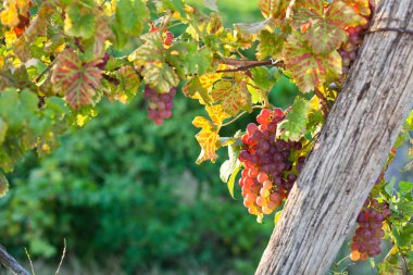 Sonbahar günbatımında üzümler olgunlaşır.