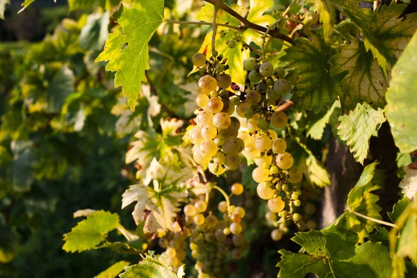 Reife Trauben Der Weinrebe Herbst Sonnenuntergang — Stockfoto